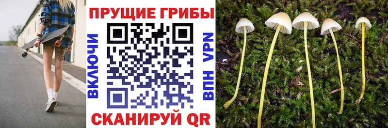 Галлюциногенные грибы Psilocybe  Ачхой-Мартан 